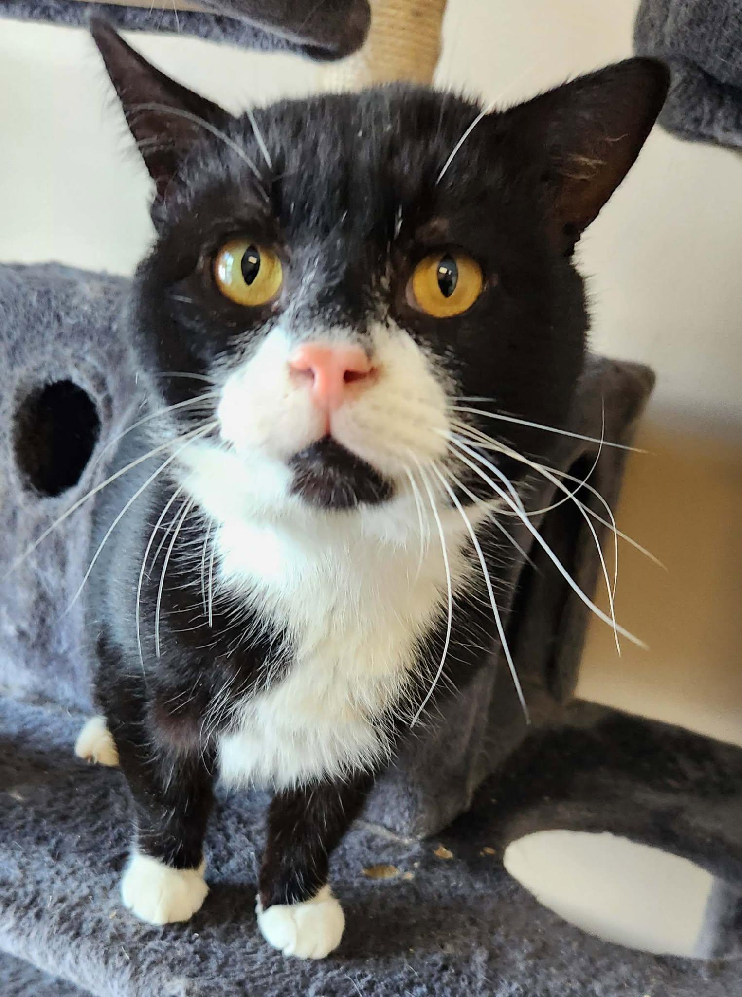 Amnesia, a Adoptable Domestic Short Hair in Mansfield Center, CT image 1/2