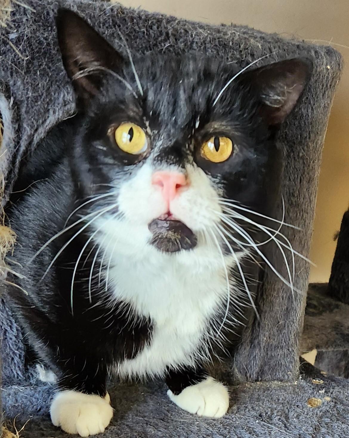 Amnesia, a Adoptable Domestic Short Hair in Mansfield Center, CT image 2/2