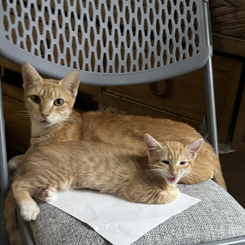 Enlarge Tula (FKA Mrs Weasley), a Adoptable Domestic Short Hair in Jupiter, FL image 1/6