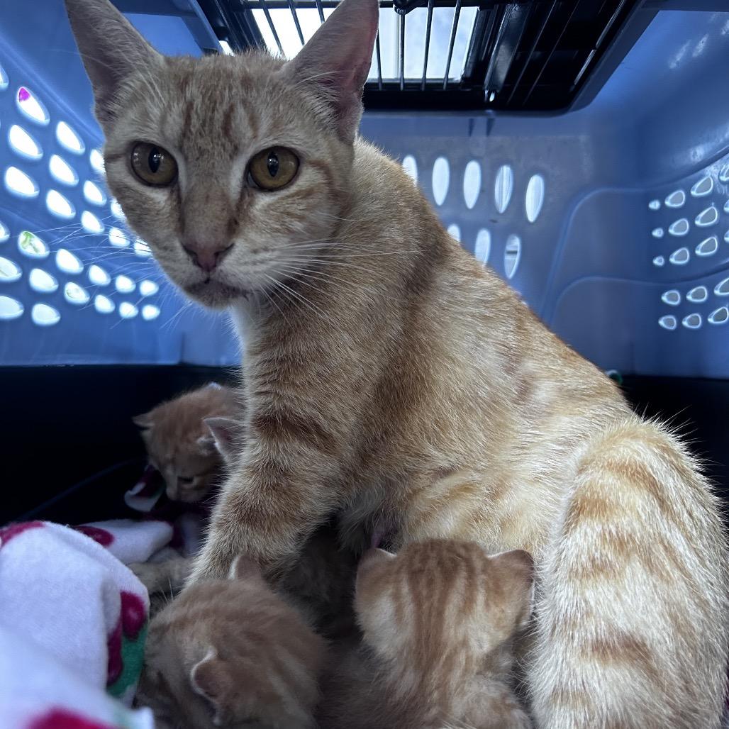 Enlarge Tula (FKA Mrs Weasley), a Adoptable Domestic Short Hair in Jupiter, FL image 3/6