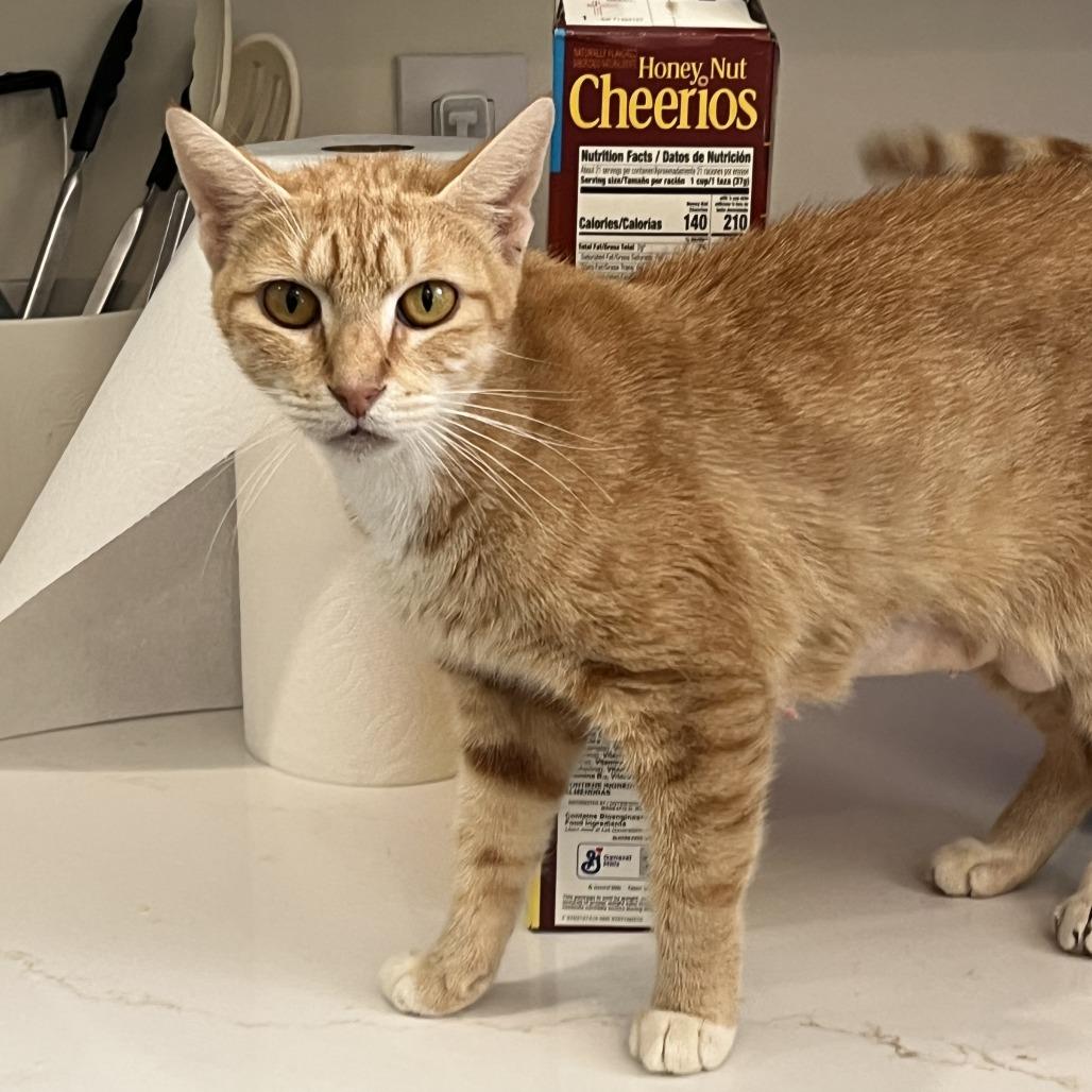 Enlarge Tula (FKA Mrs Weasley), a Adoptable Domestic Short Hair in Jupiter, FL image 4/6