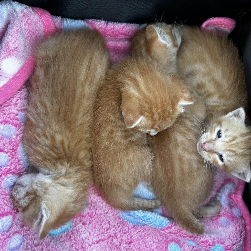 Enlarge Tula (FKA Mrs Weasley), a Adoptable Domestic Short Hair in Jupiter, FL image 5/6