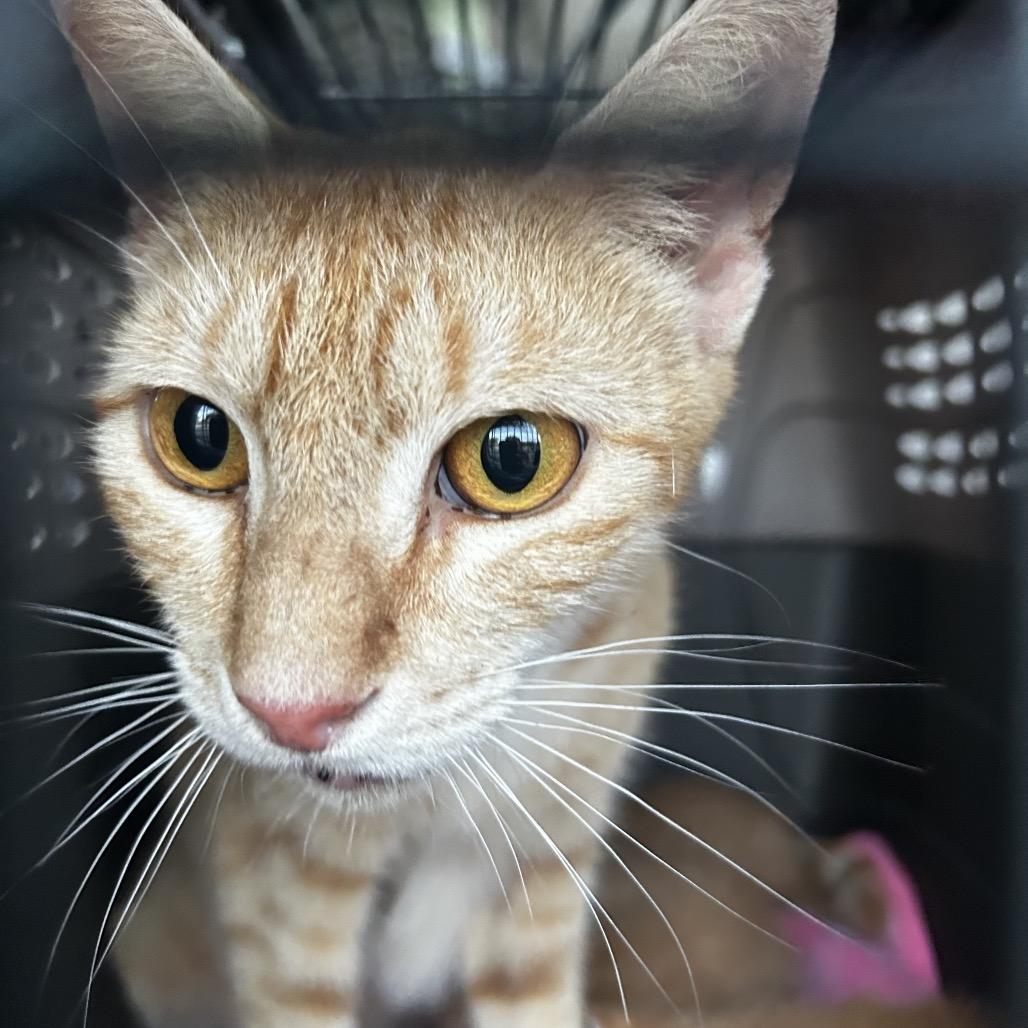 Enlarge Tula (FKA Mrs Weasley), a Adoptable Domestic Short Hair in Jupiter, FL image 6/6