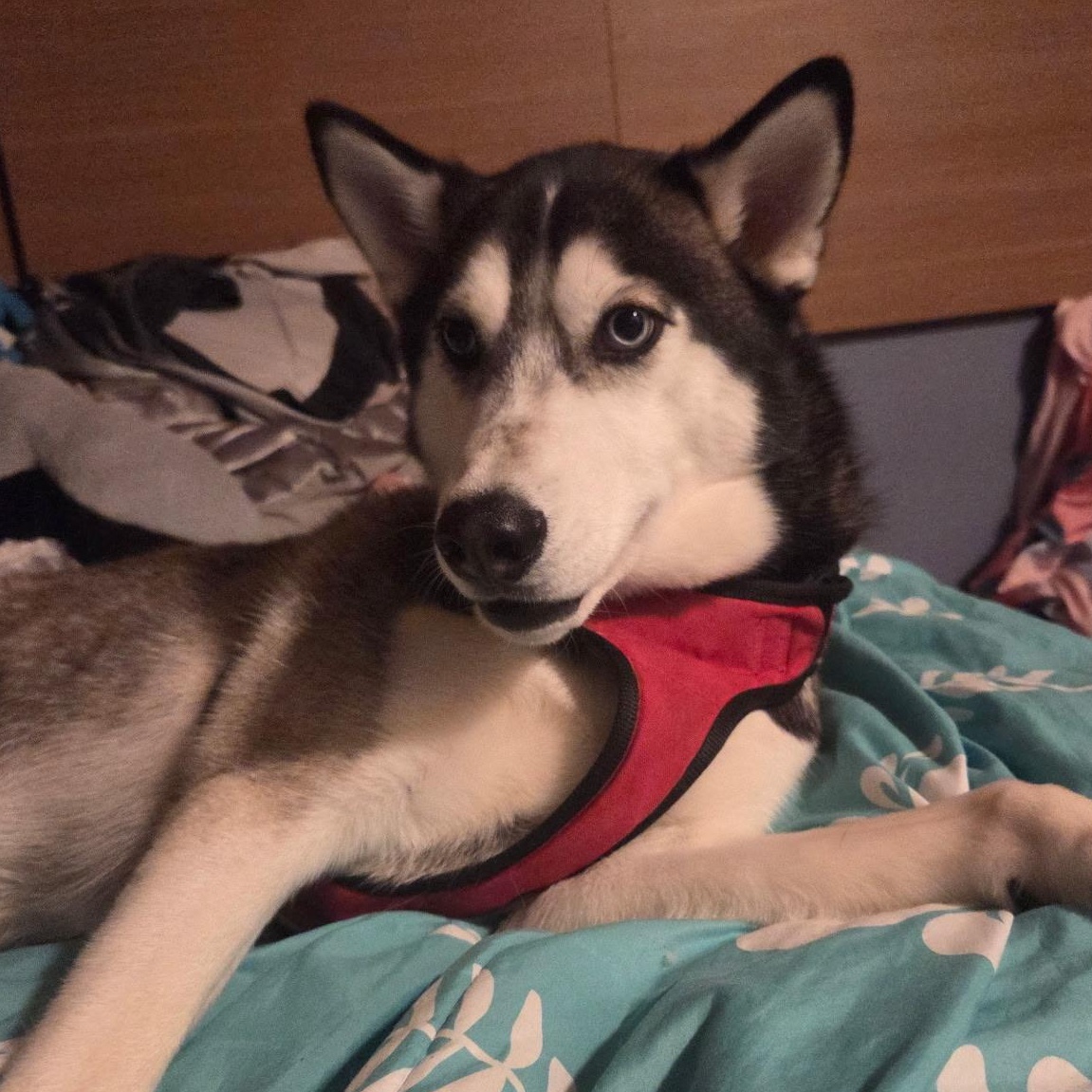 Brinley, ADOPTABLE, Adult Female Husky.