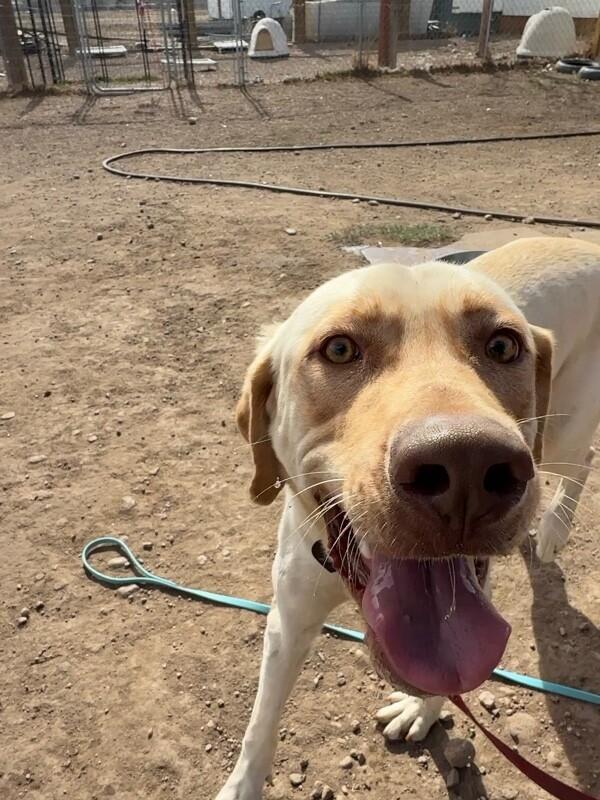Gunnar, Adoptable, Adult Male Yellow Labrador Retriever & Mixed Breed.