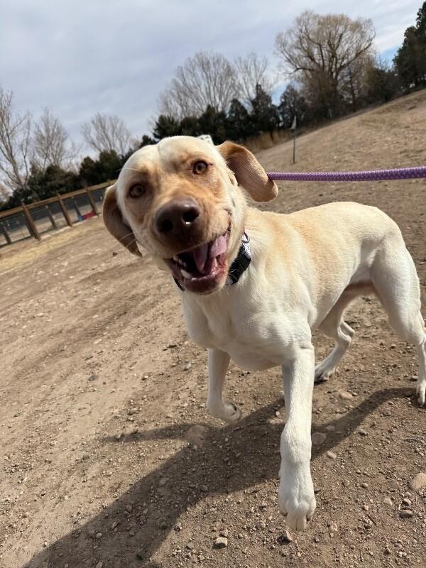 Enlarge Gunnar, a Adoptable mixed breed in Fort Collins, CO image 2/6