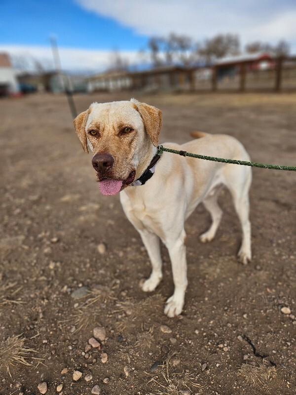 Enlarge Gunnar, a Adoptable mixed breed in Fort Collins, CO image 3/6