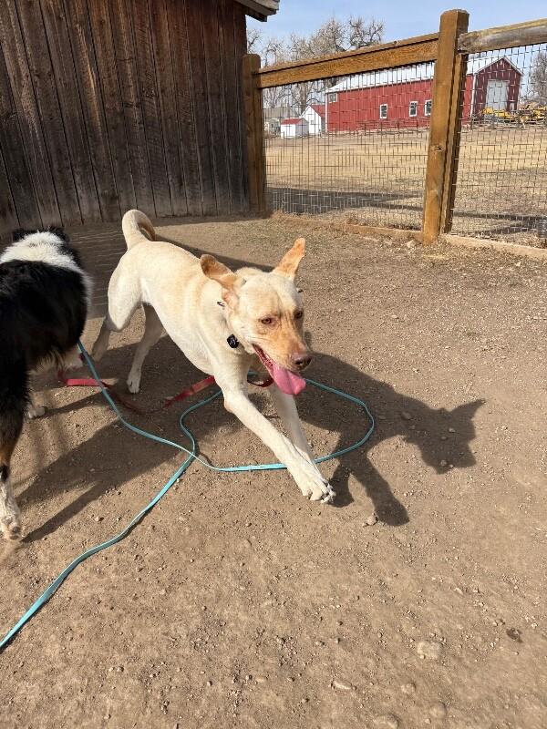 Enlarge Gunnar, a Adoptable mixed breed in Fort Collins, CO image 5/6