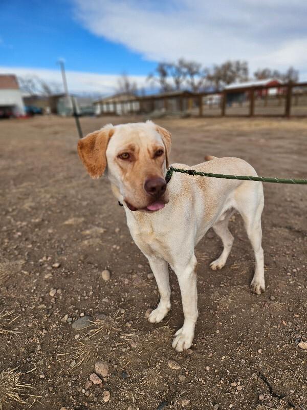 Enlarge Gunnar, a Adoptable mixed breed in Fort Collins, CO image 6/6