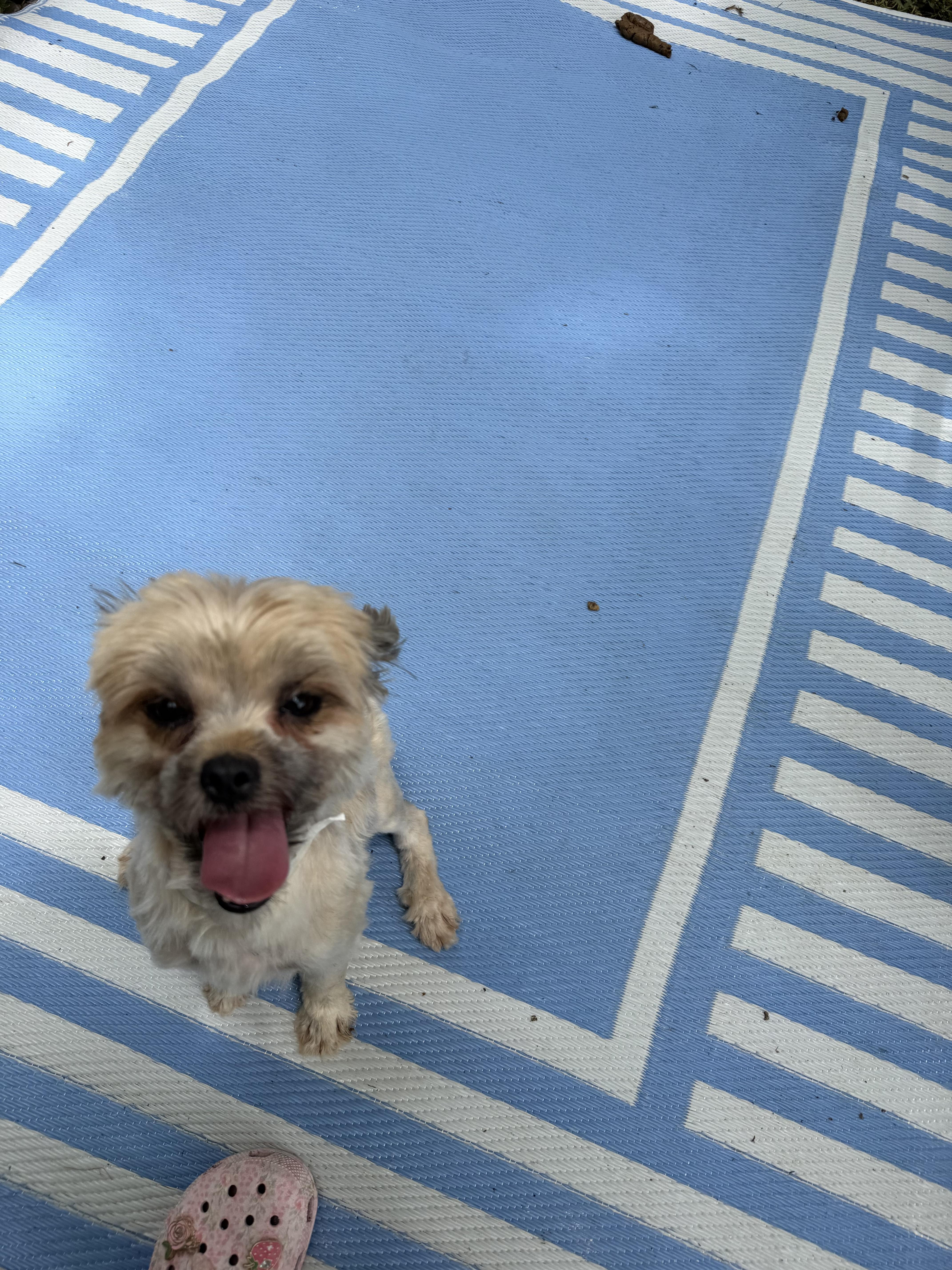Shantell, a ADOPTABLE mixed breed in Westerly, RI image 3/3