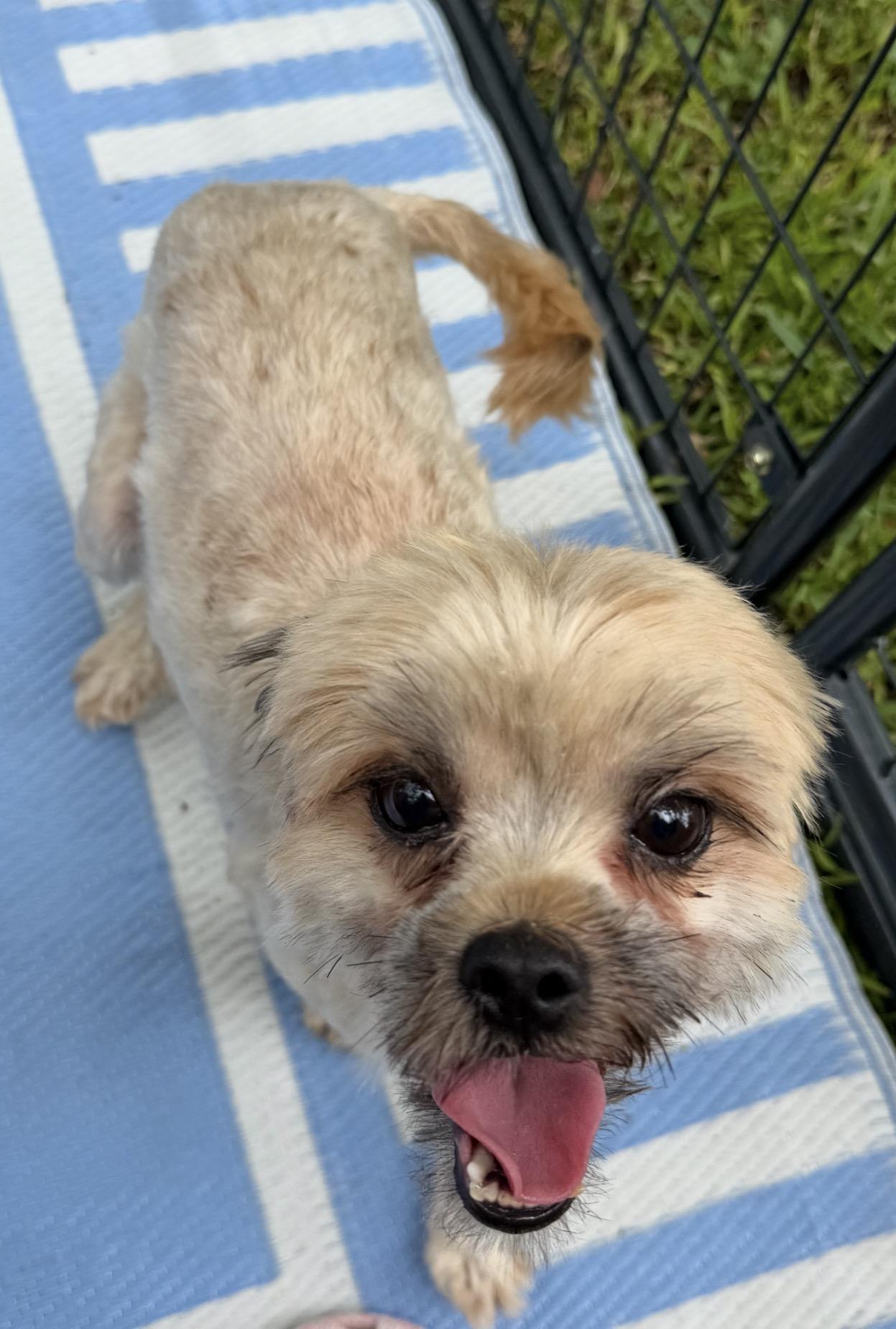 Shantell, a ADOPTABLE mixed breed in Westerly, RI image 2/3