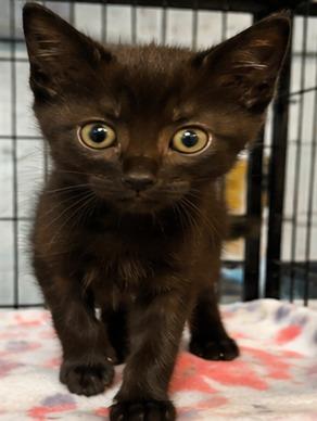 Curly, a Adoptable mixed breed in Lockhart, TX image 1/2