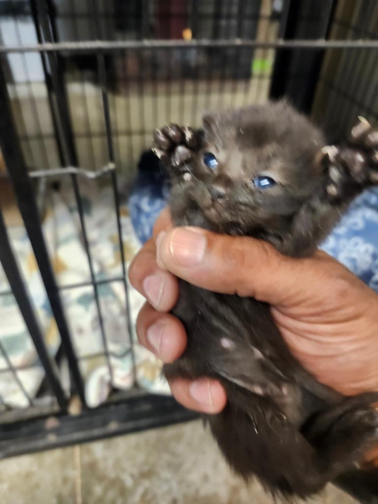 Curly, a Adoptable mixed breed in Lockhart, TX image 2/2