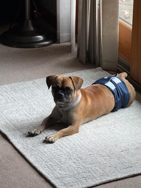 Steve (PW 1428), Adoptable, Adult Male Pug.