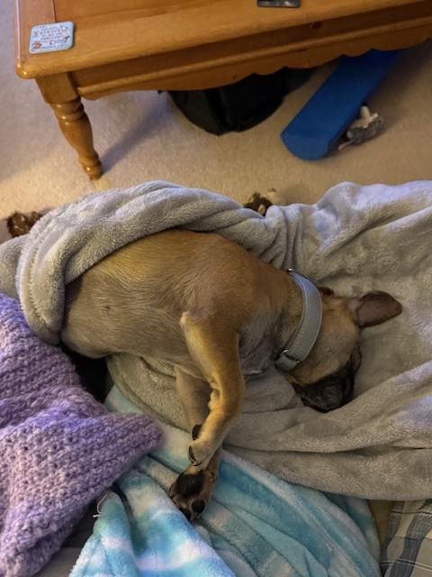 Enlarge Steve (PW 1428), a Adoptable mixed breed in Plymouth, MI image 2/6