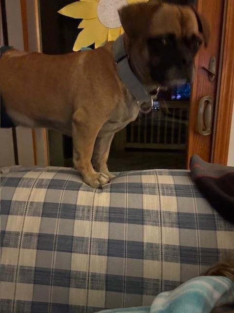 Enlarge Steve (PW 1428), a Adoptable mixed breed in Plymouth, MI image 3/6