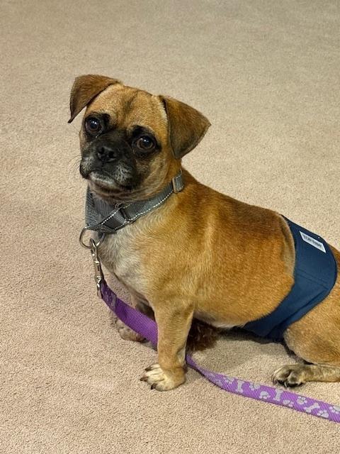 Enlarge Steve (PW 1428), a Adoptable mixed breed in Plymouth, MI image 4/6