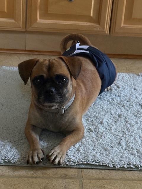 Enlarge Steve (PW 1428), a Adoptable mixed breed in Plymouth, MI image 6/6