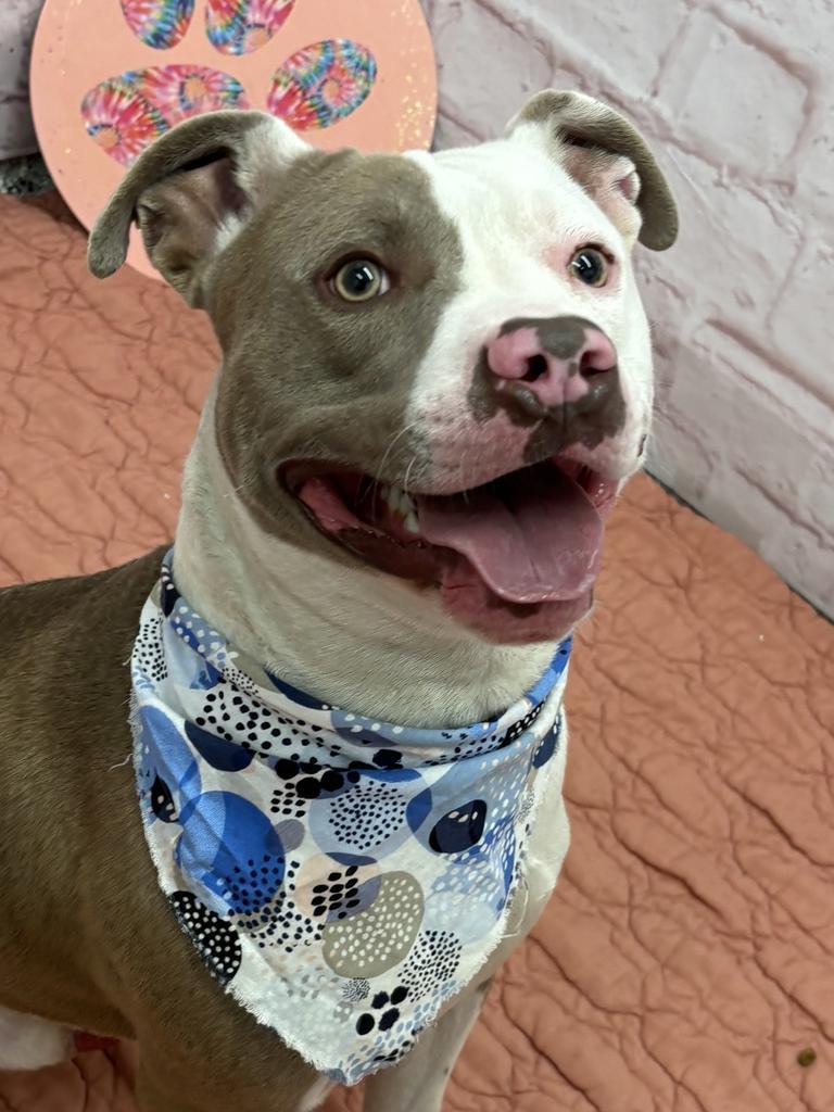 Culture Crave, Adoptable, Young Male Mixed Breed.
