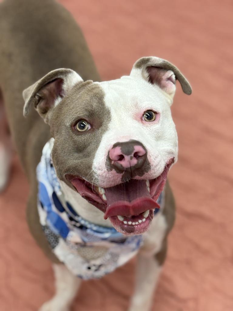 Enlarge Culture Crave, a Adoptable Mixed Breed in Detroit, MI image 2/6