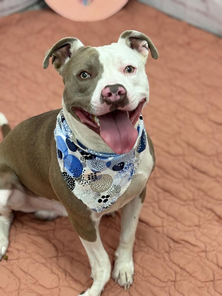 Enlarge Culture Crave, a Adoptable Mixed Breed in Detroit, MI image 3/6