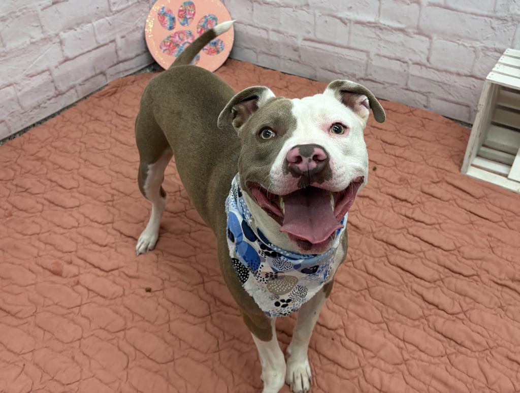 Enlarge Culture Crave, a Adoptable Mixed Breed in Detroit, MI image 4/6