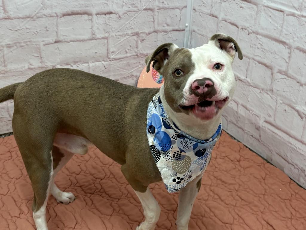 Enlarge Culture Crave, a Adoptable Mixed Breed in Detroit, MI image 5/6