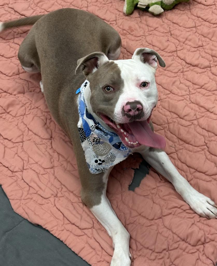 Enlarge Culture Crave, a Adoptable Mixed Breed in Detroit, MI image 6/6