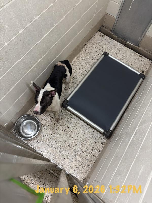 Athena, Adoptable, Adult Female Mixed Breed.