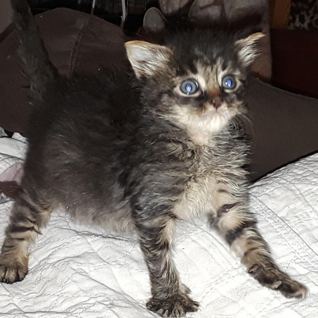 Enlarge Bernadette, a Adoptable Domestic Long Hair in Layton, UT image 1/6