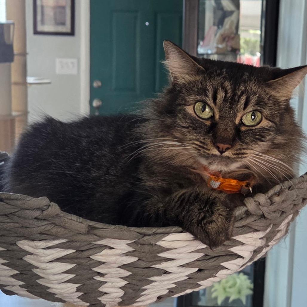 Enlarge Bernadette, a Adoptable Domestic Long Hair in Layton, UT image 2/6