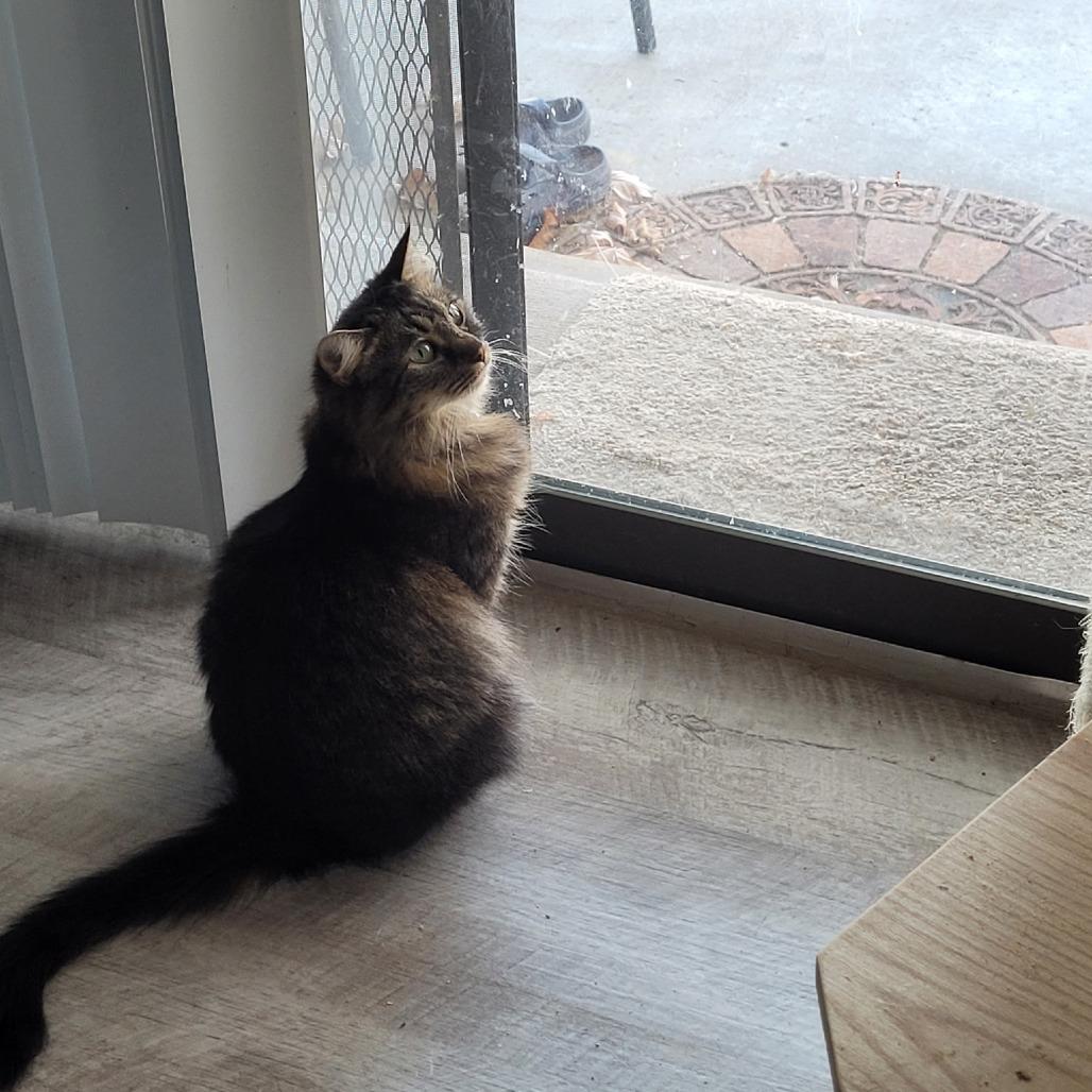 Enlarge Bernadette, a Adoptable Domestic Long Hair in Layton, UT image 3/6