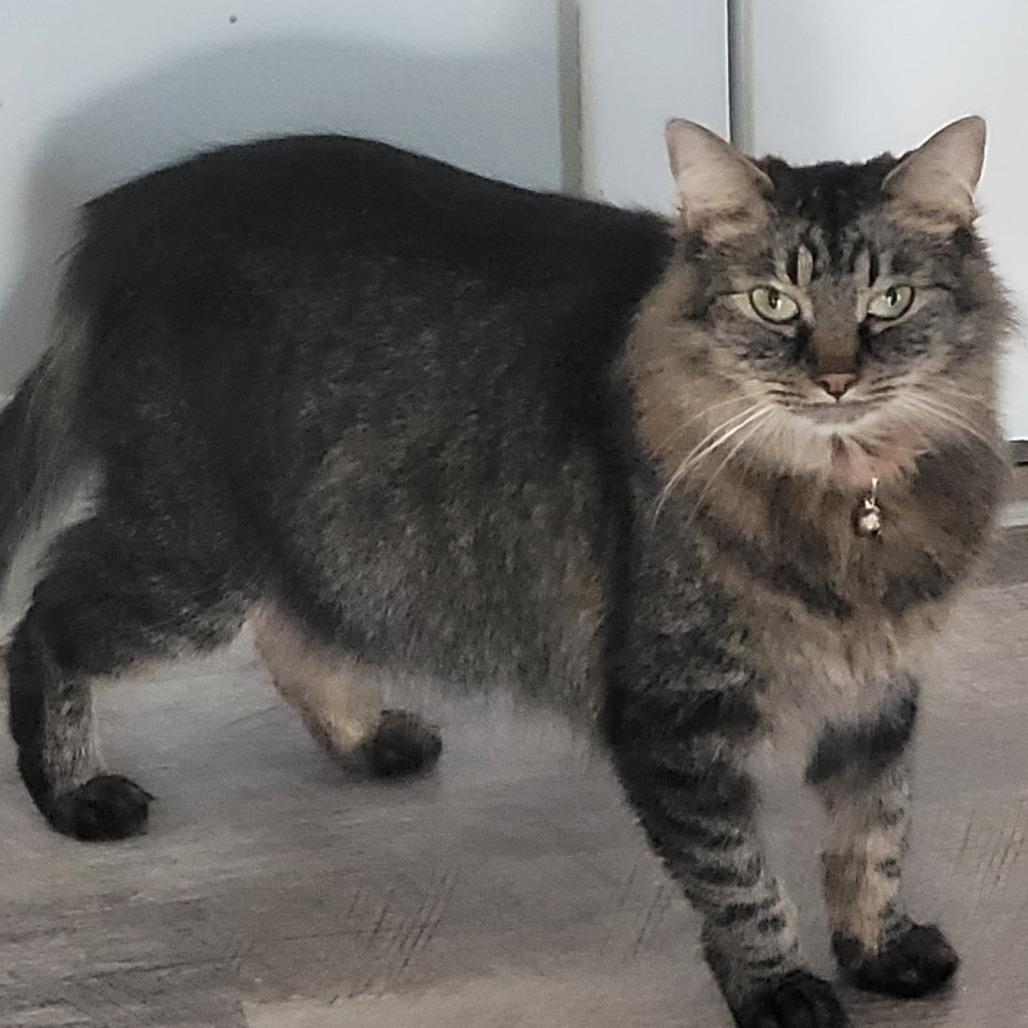 Enlarge Bernadette, a Adoptable Domestic Long Hair in Layton, UT image 4/6