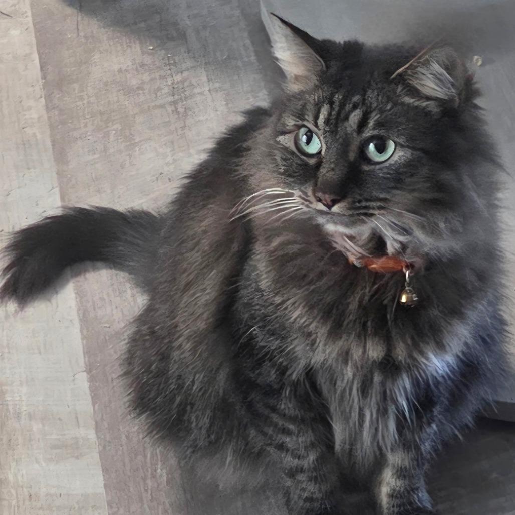 Enlarge Bernadette, a Adoptable Domestic Long Hair in Layton, UT image 5/6