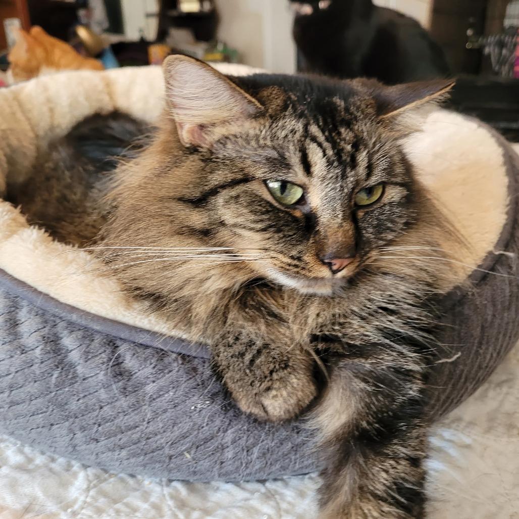 Enlarge Bernadette, a Adoptable Domestic Long Hair in Layton, UT image 6/6