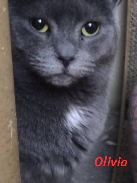 Enlarge Olivia, a ADOPTABLE Domestic Short Hair in Spencerville, ON image 1/3