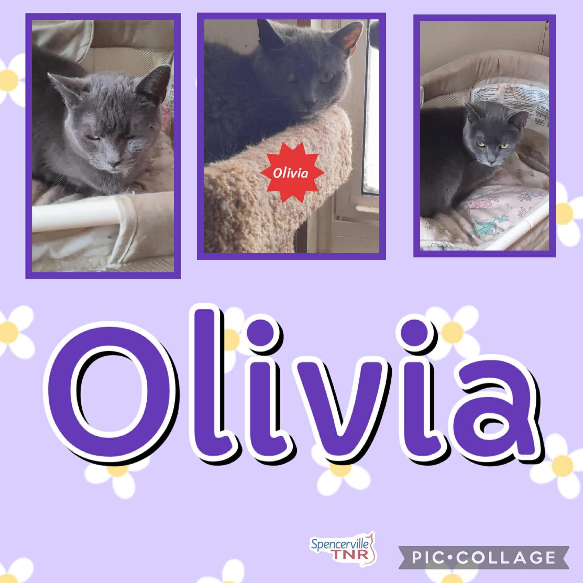 Enlarge Olivia, a ADOPTABLE Domestic Short Hair in Spencerville, ON image 3/3