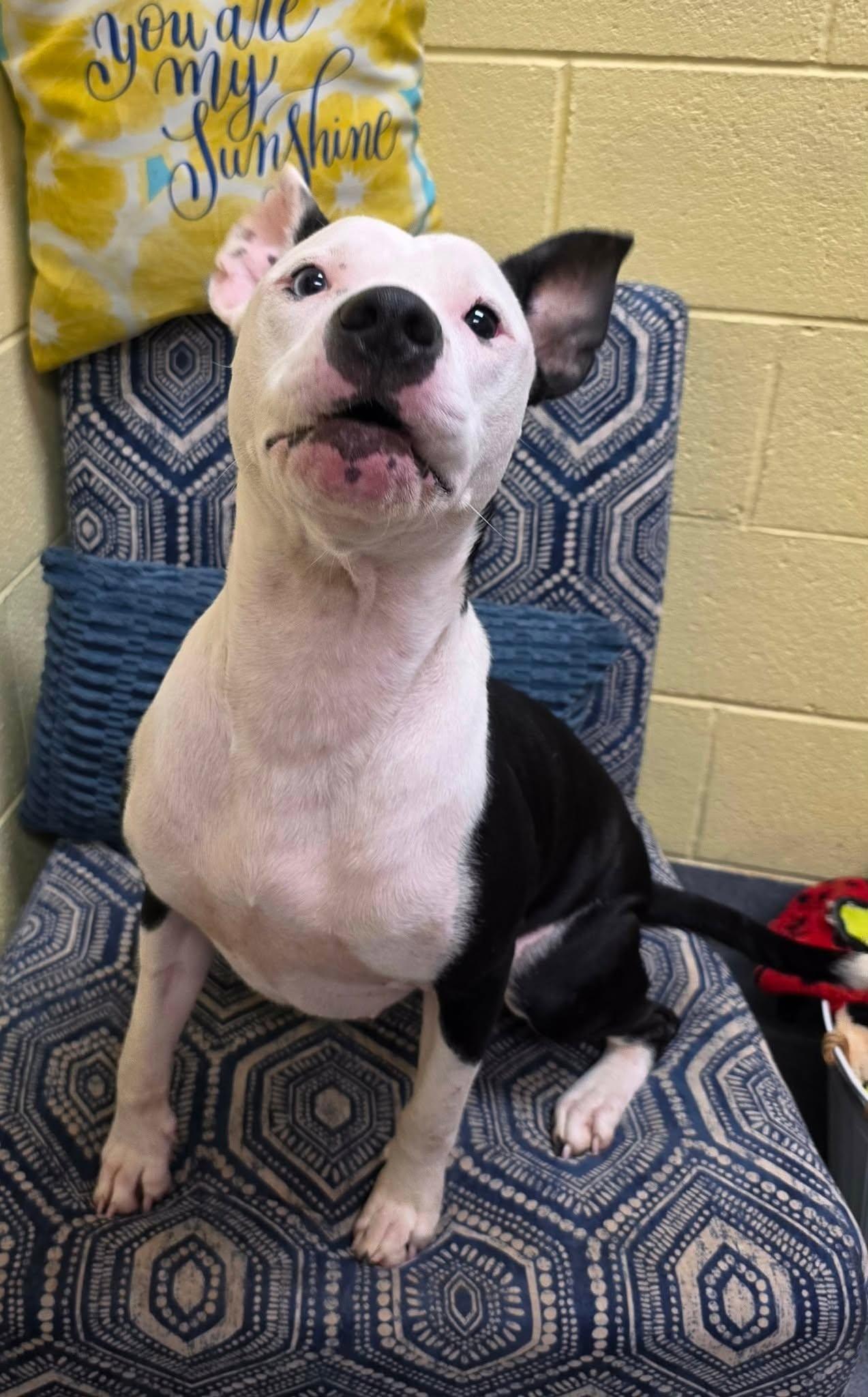 Enlarge Tia, a Adoptable American Staffordshire Terrier in Amherst, VA image 3/6