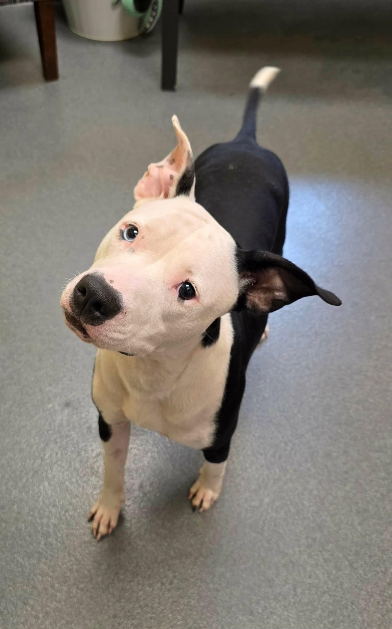 Enlarge Tia, a Adoptable American Staffordshire Terrier in Amherst, VA image 5/6