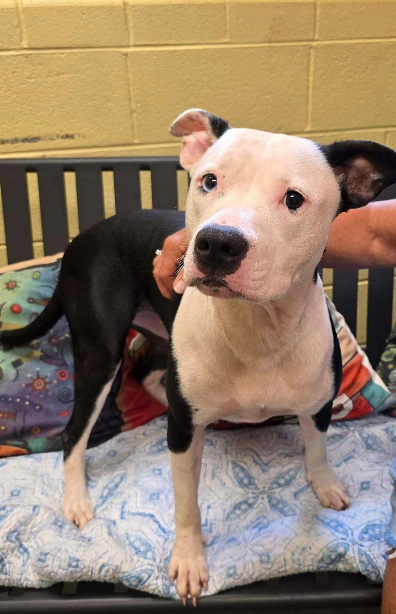 Enlarge Tia, a Adoptable American Staffordshire Terrier in Amherst, VA image 2/6