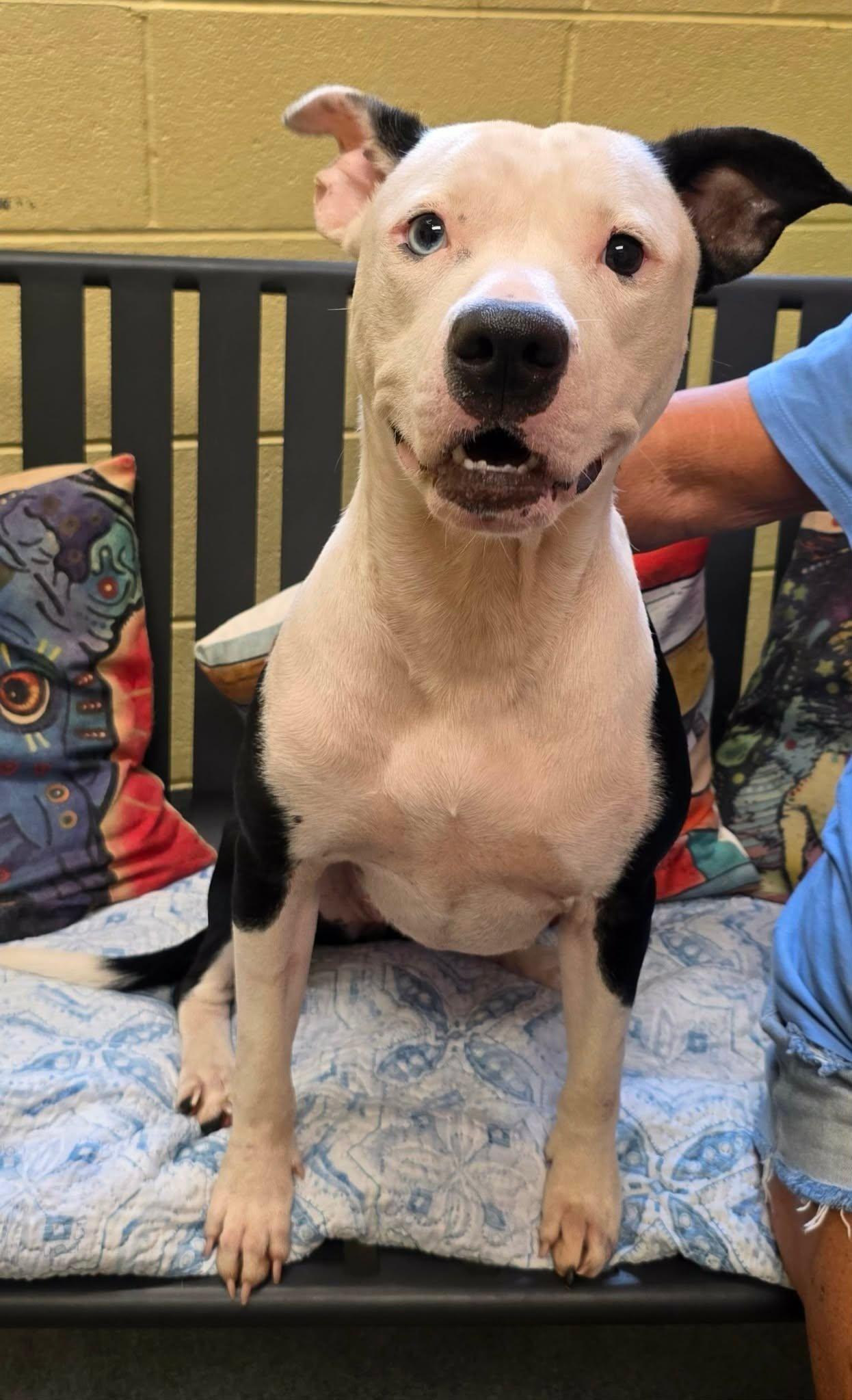 Enlarge Tia, a Adoptable American Staffordshire Terrier in Amherst, VA image 4/6