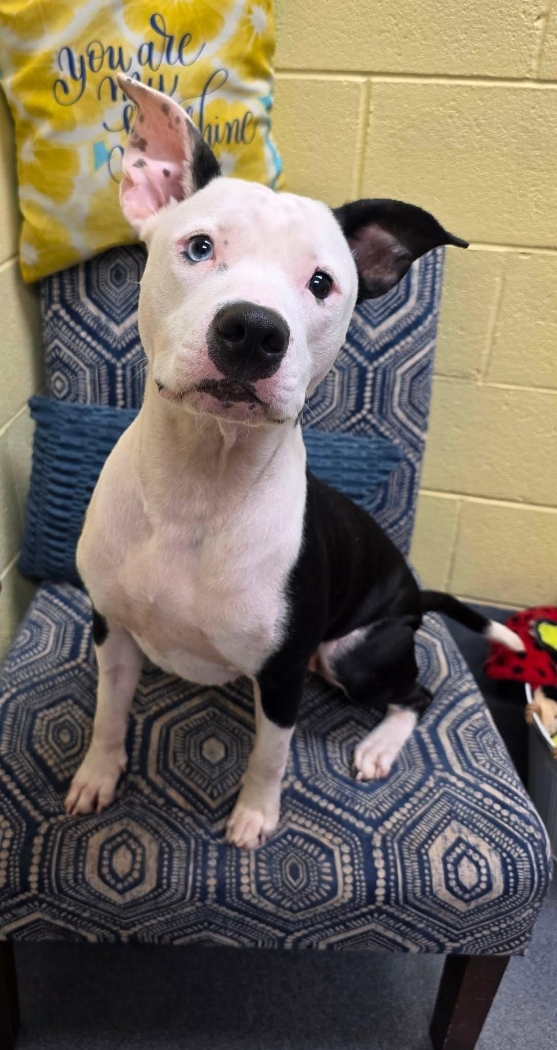 Enlarge Tia, a Adoptable American Staffordshire Terrier in Amherst, VA image 6/6