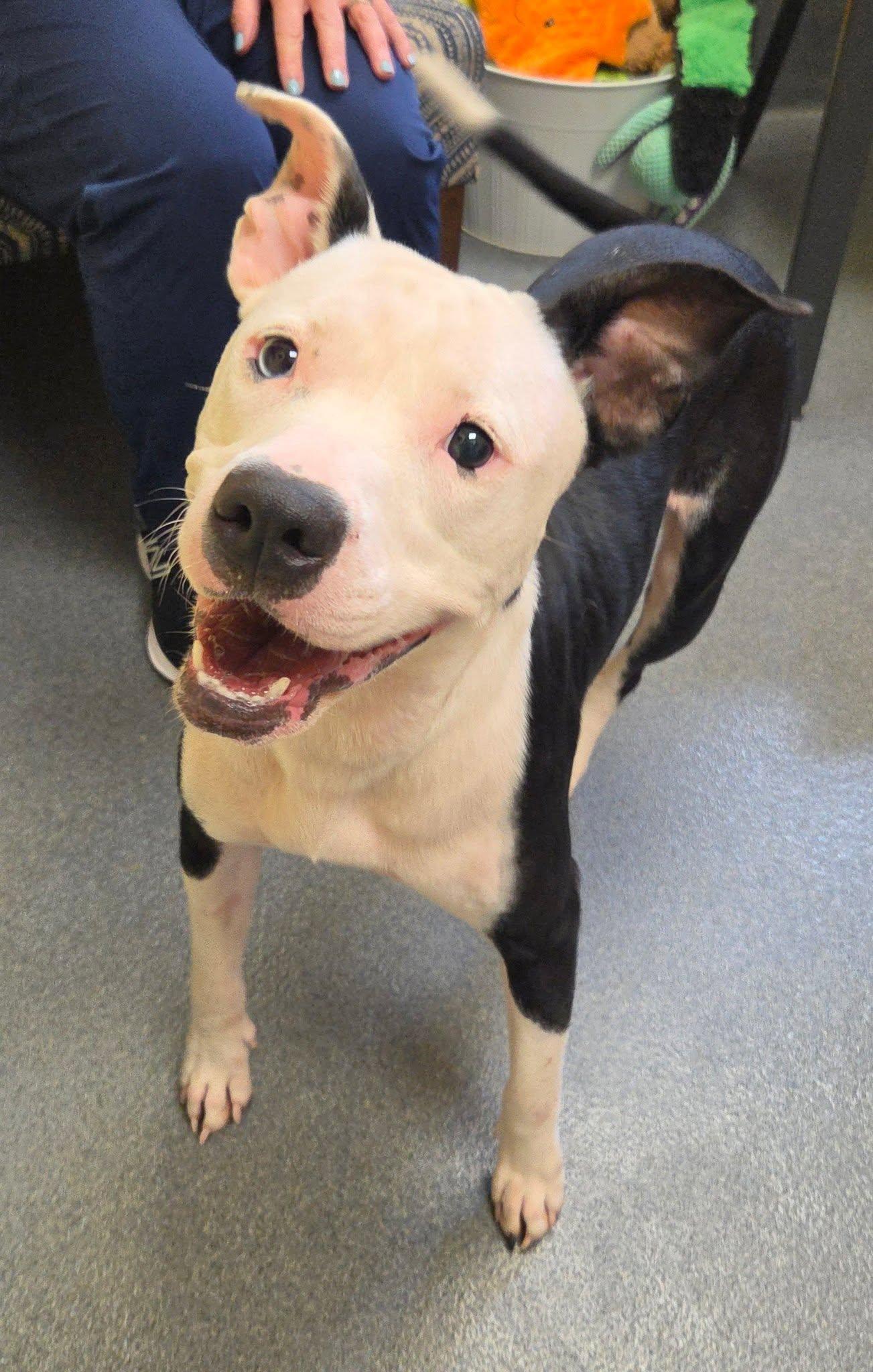 Tia, Adoptable, Young Female American Staffordshire Terrier.