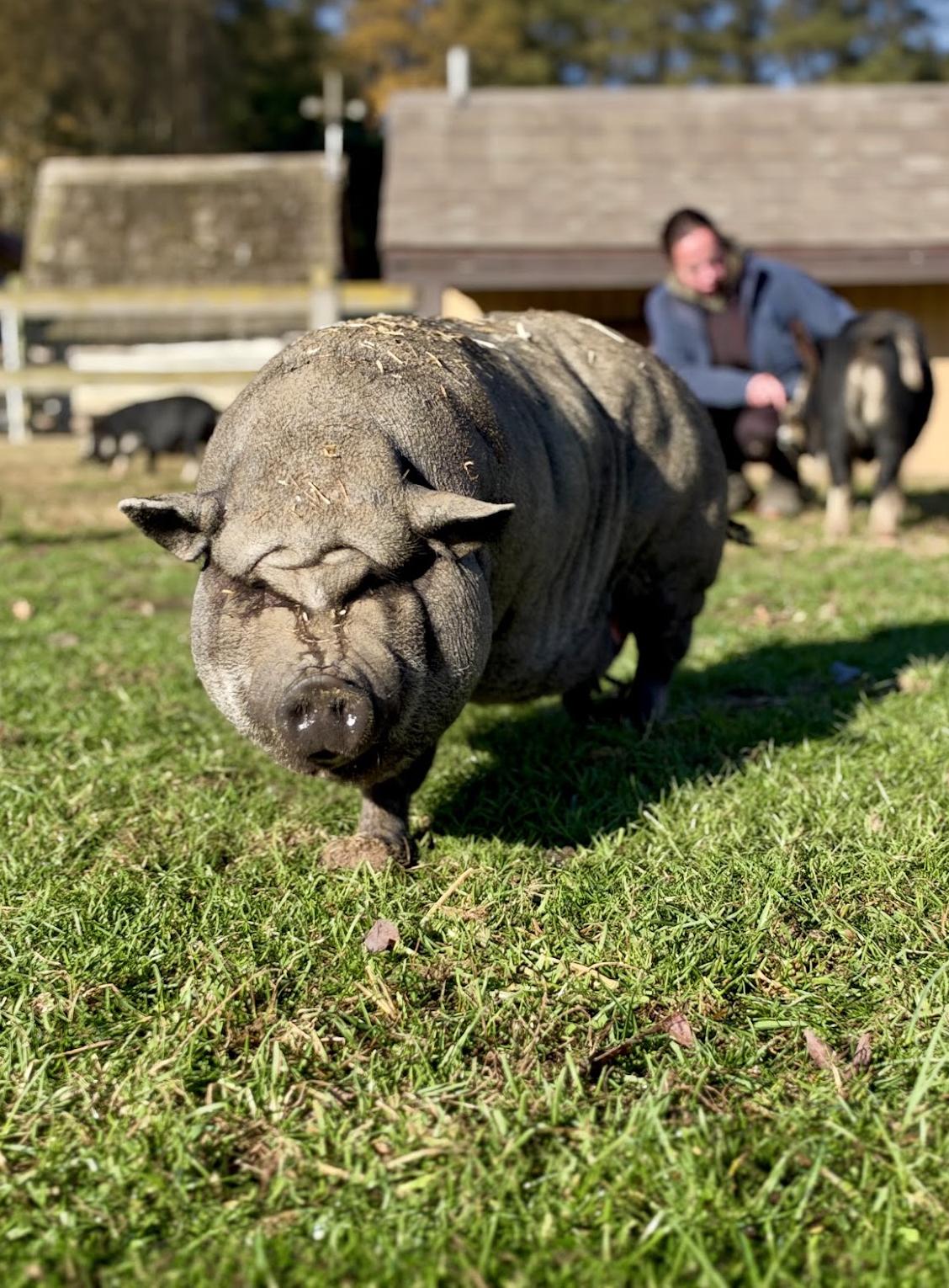 Enlarge Reese, a Adoptable Pot Bellied in Ravenna, OH image 1/1