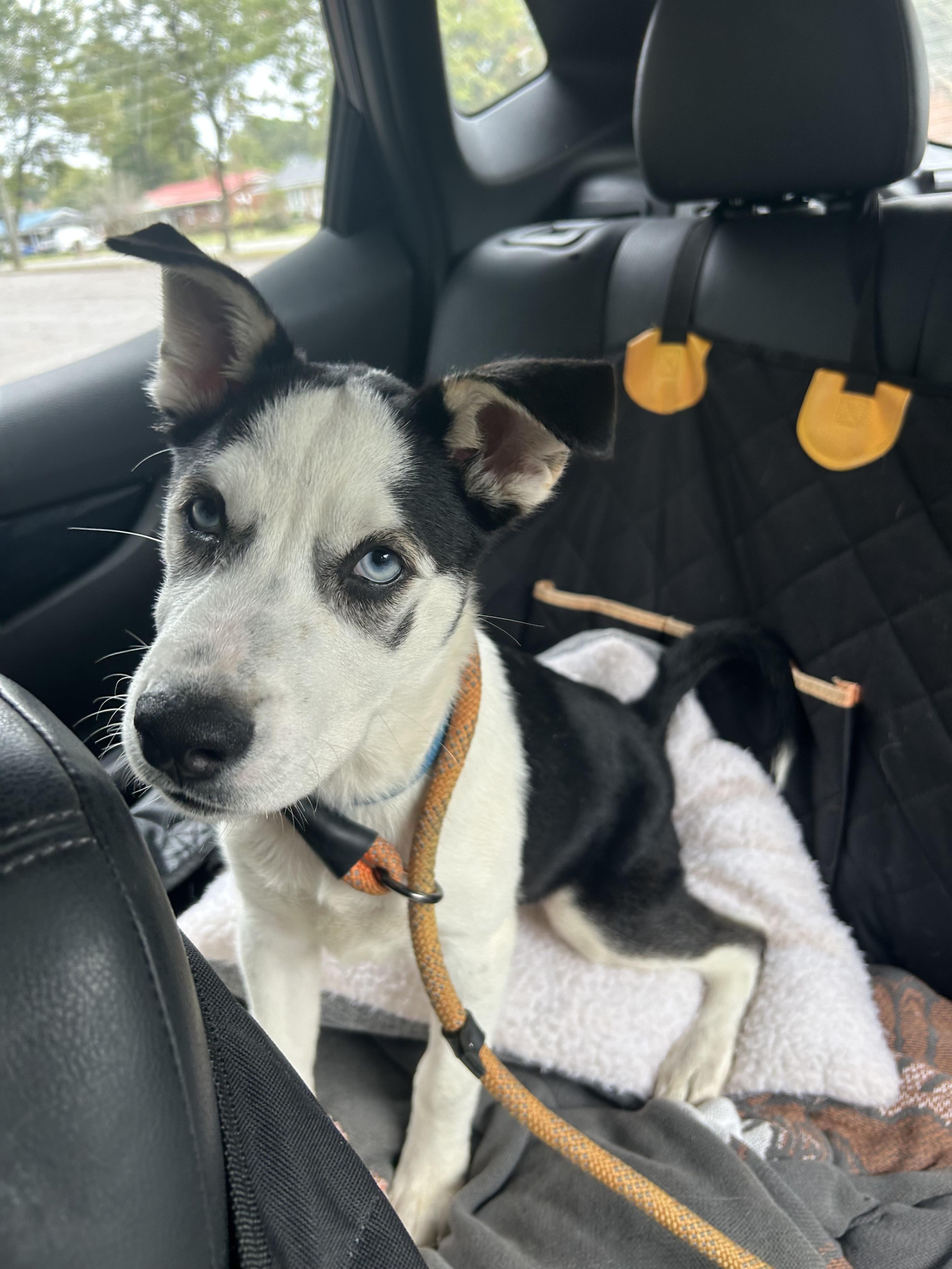 Carrie, Adoptable, Puppy Female Husky & Husky.