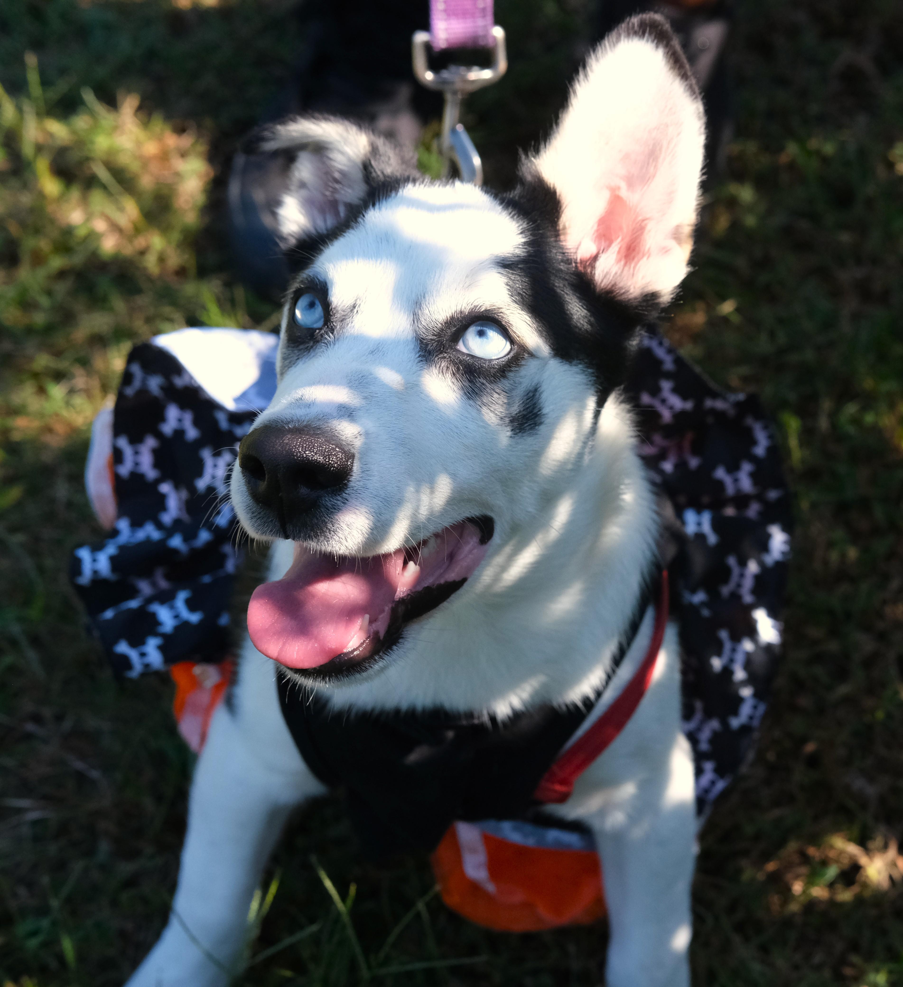 Enlarge Carrie, a Adoptable mixed breed in Winnabow, NC image 3/4