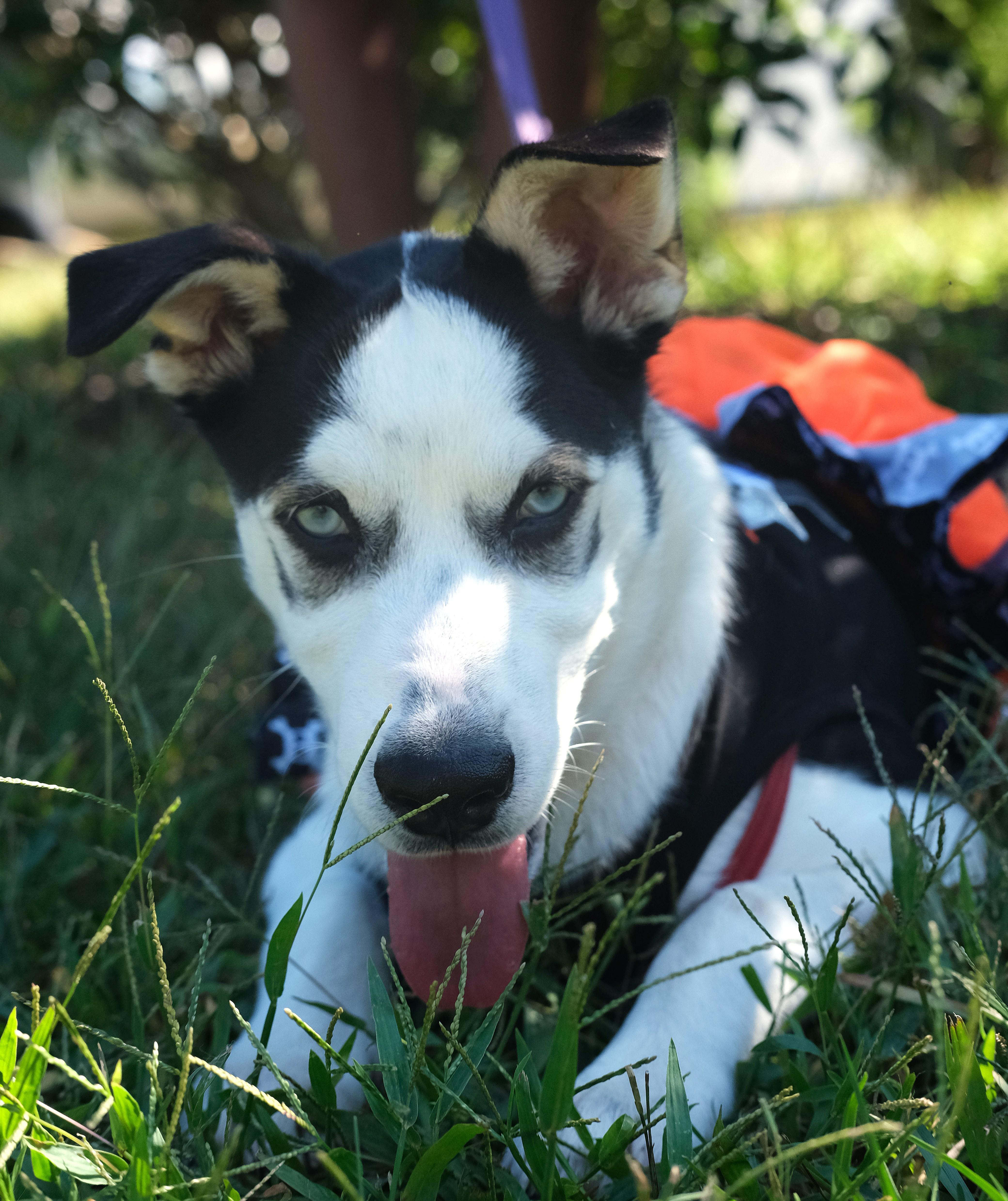 Enlarge Carrie, a Adoptable mixed breed in Winnabow, NC image 4/4