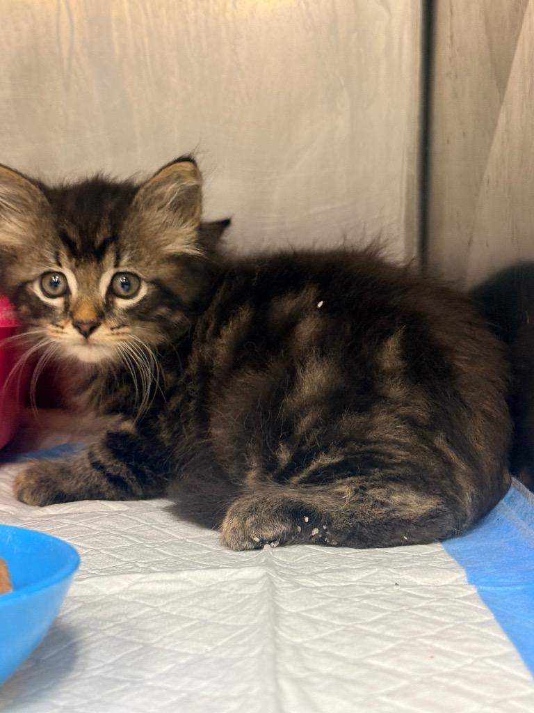 Ryker, Adoptable, Kitten Male Domestic Short Hair.