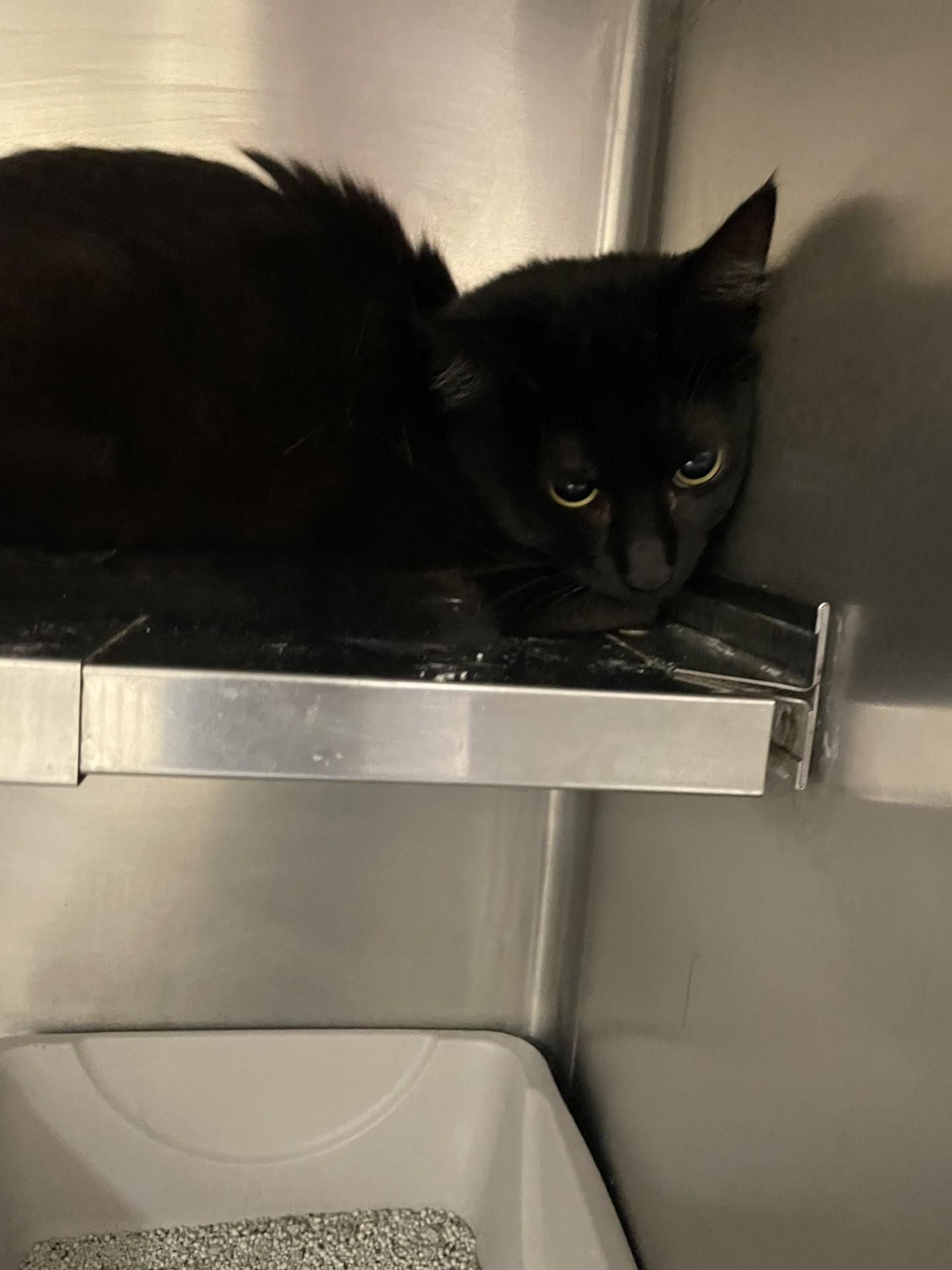 Jasmine15716, ADOPTABLE, Young Female Domestic Medium Hair.