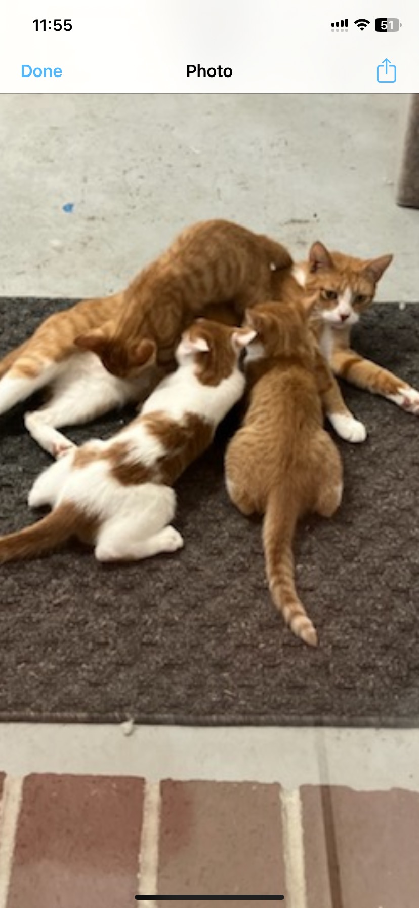 Enlarge JuneBug, a Adoptable Domestic Short Hair in Georgetown , SC image 6/6